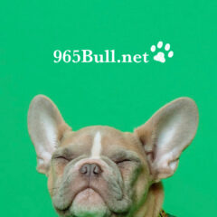 フレブルオーナー様に大人気！『965Bull.net』さんのご紹介